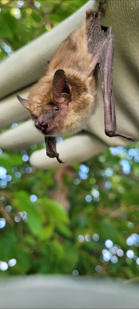 Bat Control Clayton