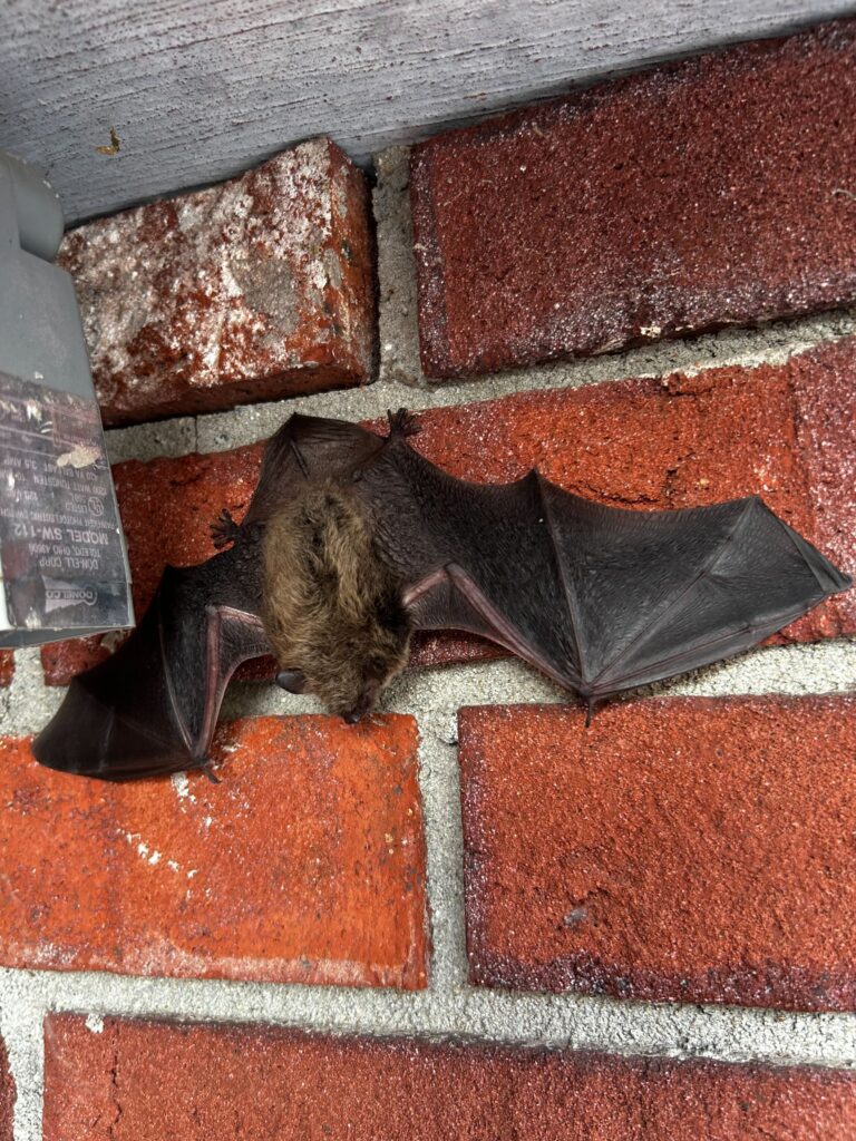 Bat Control Clayton
