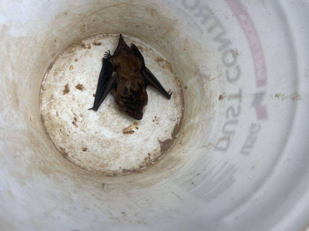 Bat Control Clayton