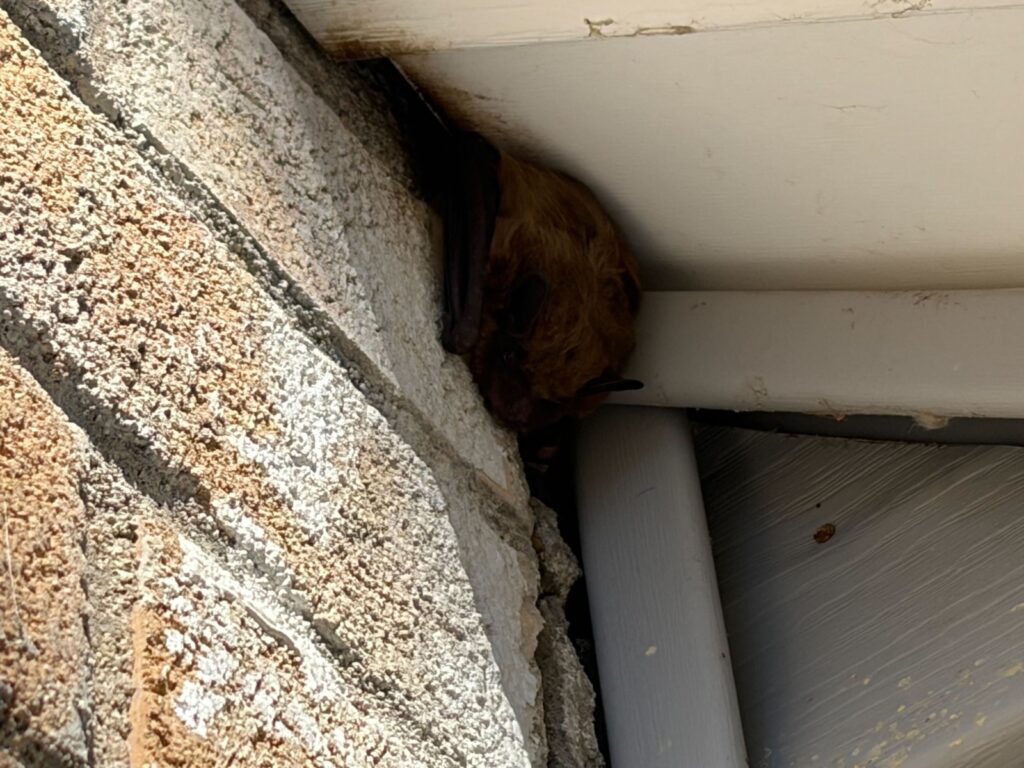 Bat Control Clayton
